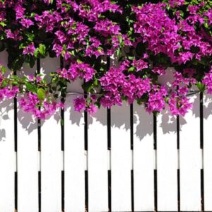 גדר פי וי סי לבנה